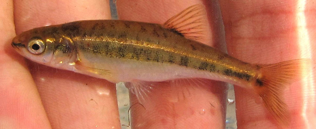 Phoxinus bigerri_08.jpg